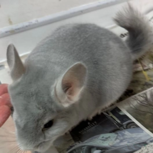 Blue Diamond Chinchilla
