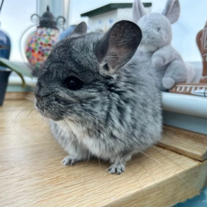 Chinchillas For Sale