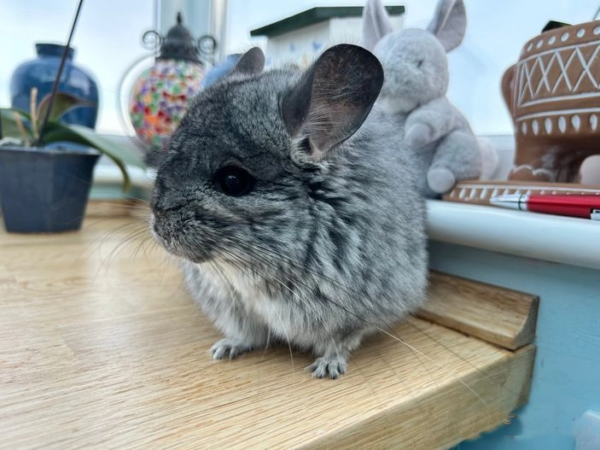 Chinchillas For Sale